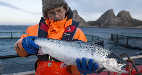 Noruega pierde 13.000 toneladas de salmón por la floración de algas que afecta al norte del país